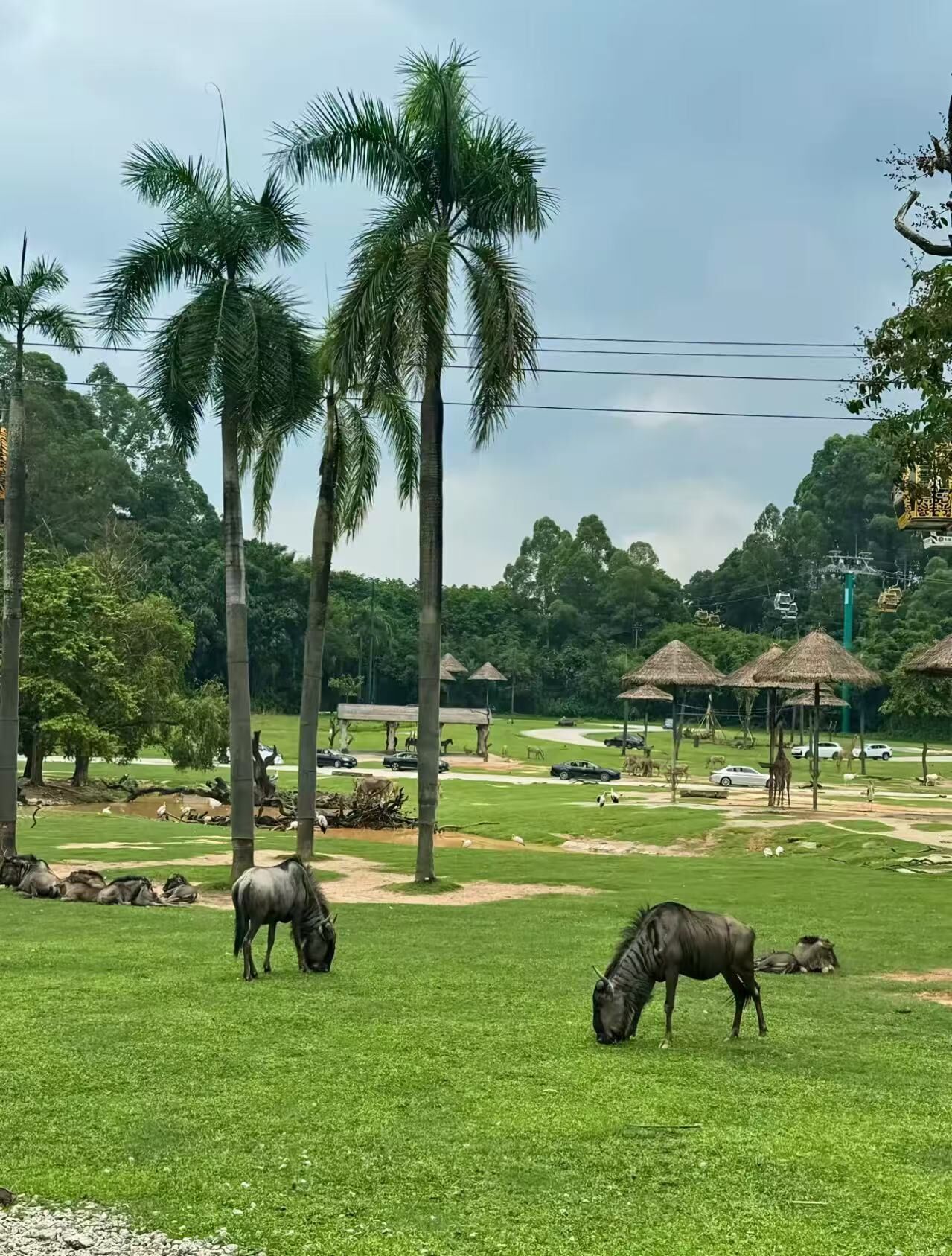 A grassy area with palm trees, a zebra, and a giraffe.