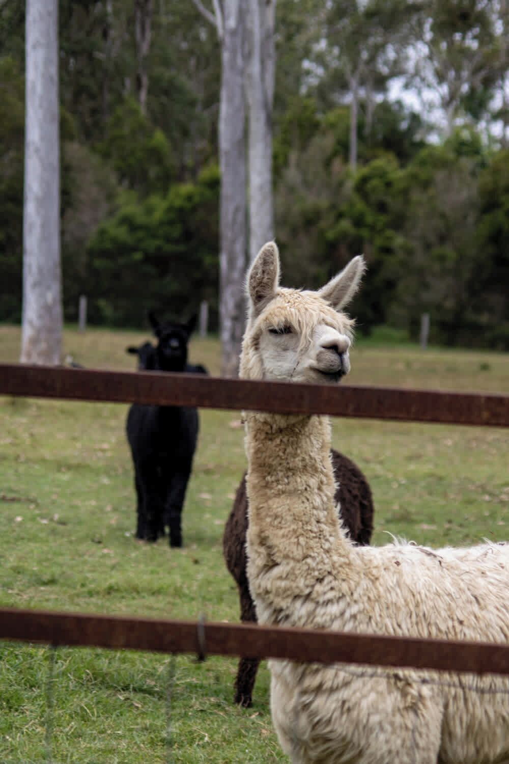 Un lama dans un enclos, avec des arbres en arrière-plan.