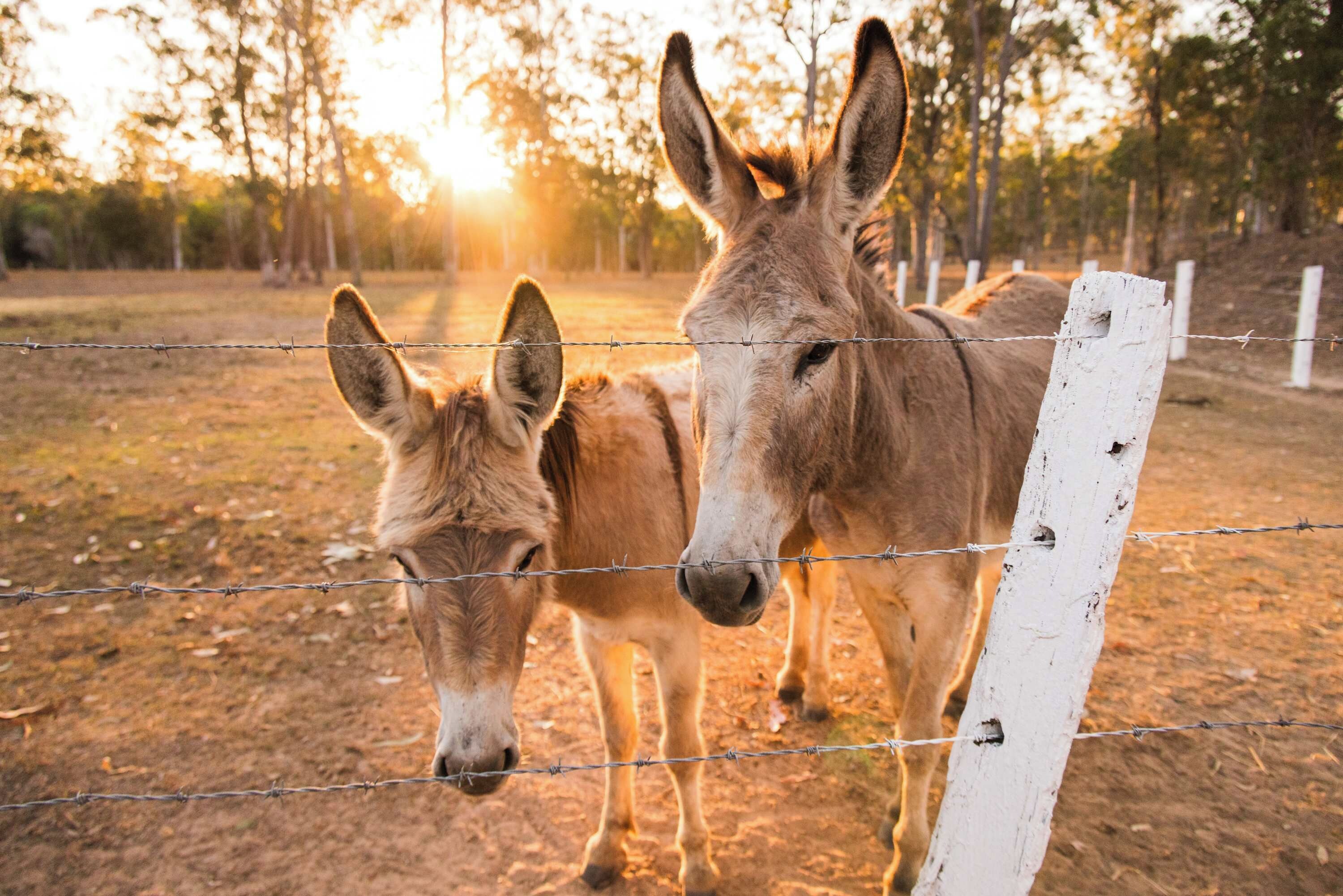 Un burro y un potrillo detrás de una cerca de alambre en un área vallada, con árboles al fondo.