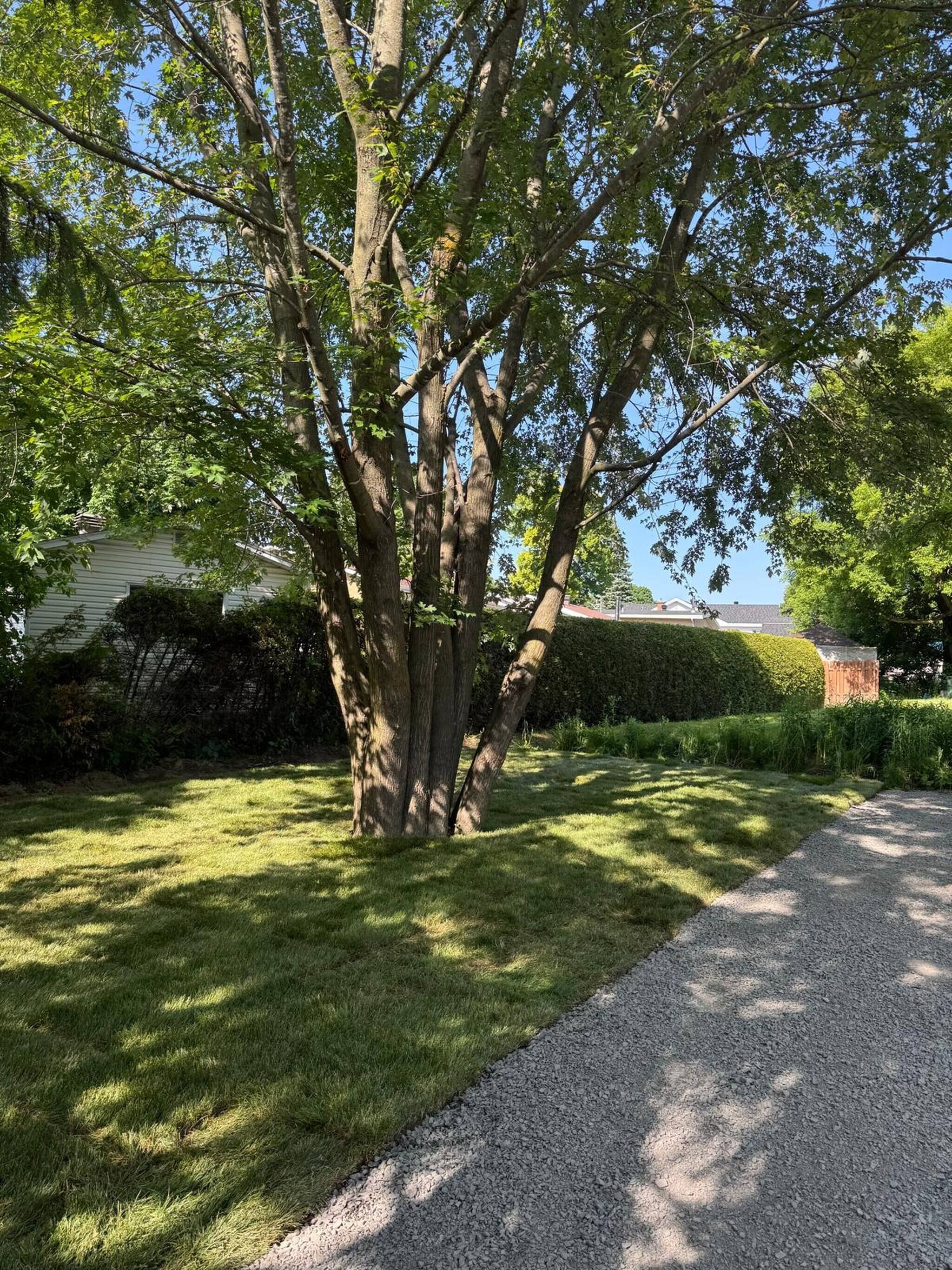 A tree-lined driveway with a gravel path leading to a house.