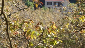 A house with a red roof, surrounded by dense forest and a mountain in the background.