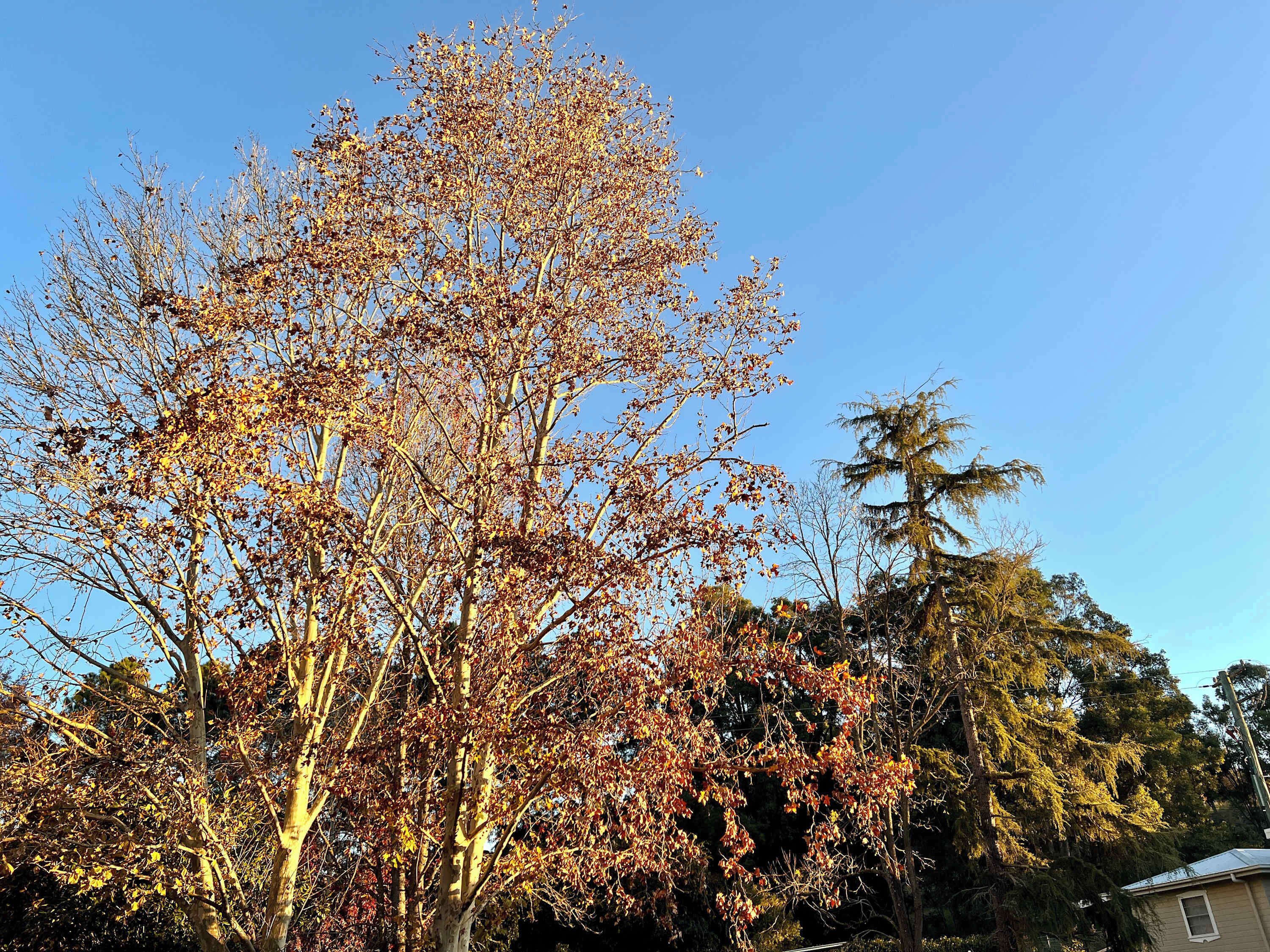 Un albero con foglie autunnali, cielo sereno e una casa sullo sfondo.