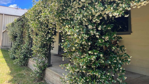 A building with a covered porch and a lush, flowering vine climbing over the structure. - Laguna  Farmhouse Studio (Laguna)