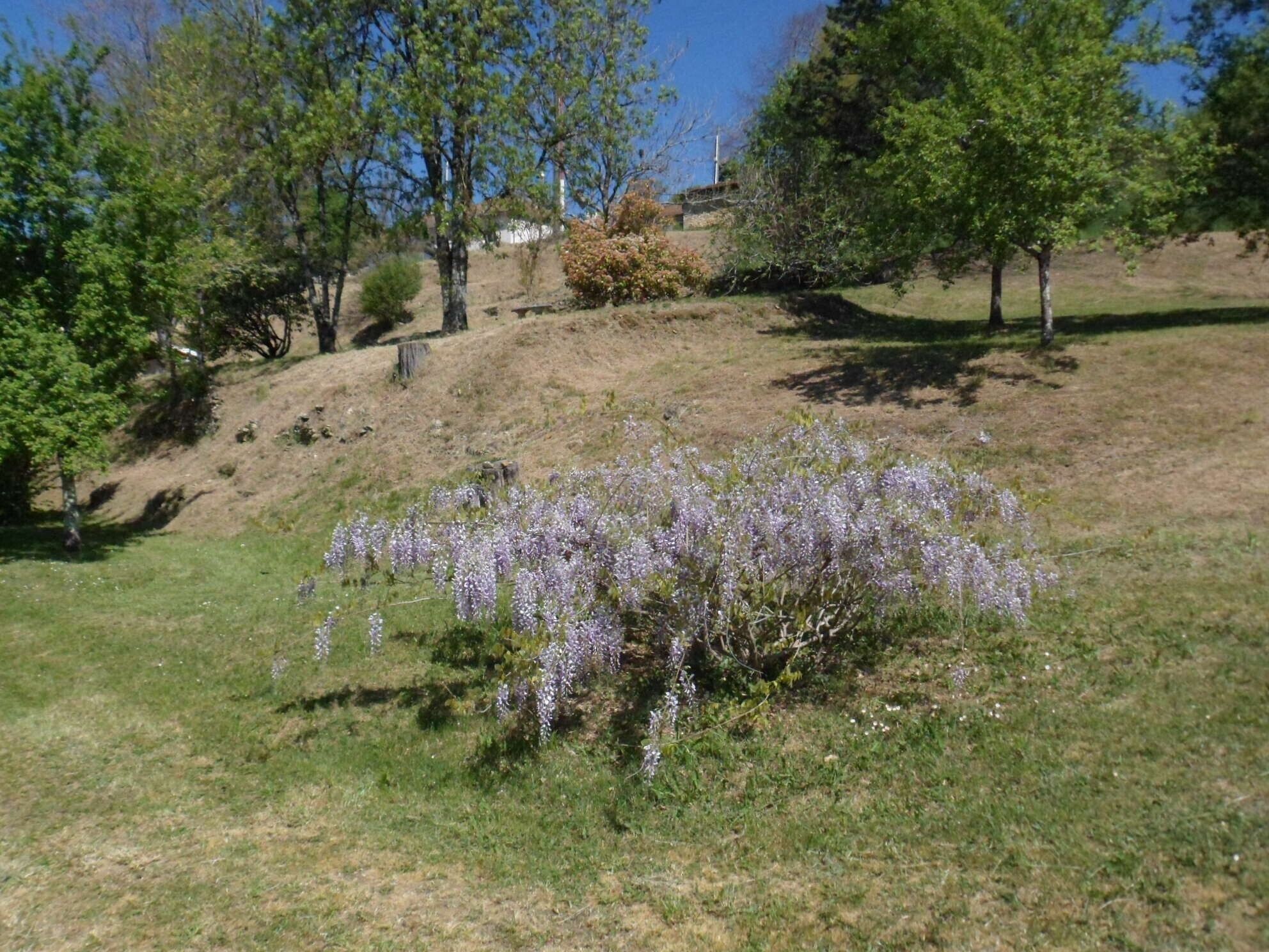 A grassy area with purple flowers, trees, and a hill in the background.