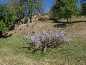Un espacio cubierto de césped con flores moradas, árboles y una colina al fondo.
