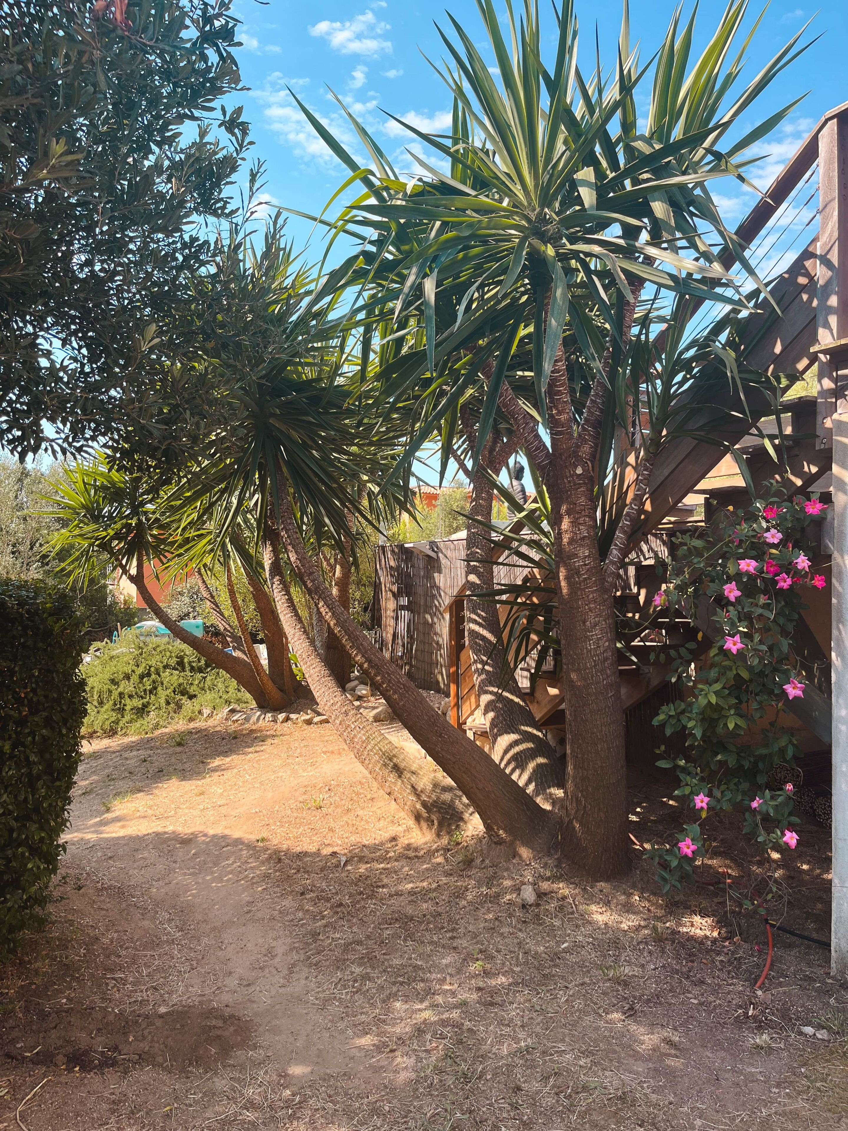 A garden with various plants and a dirt path.