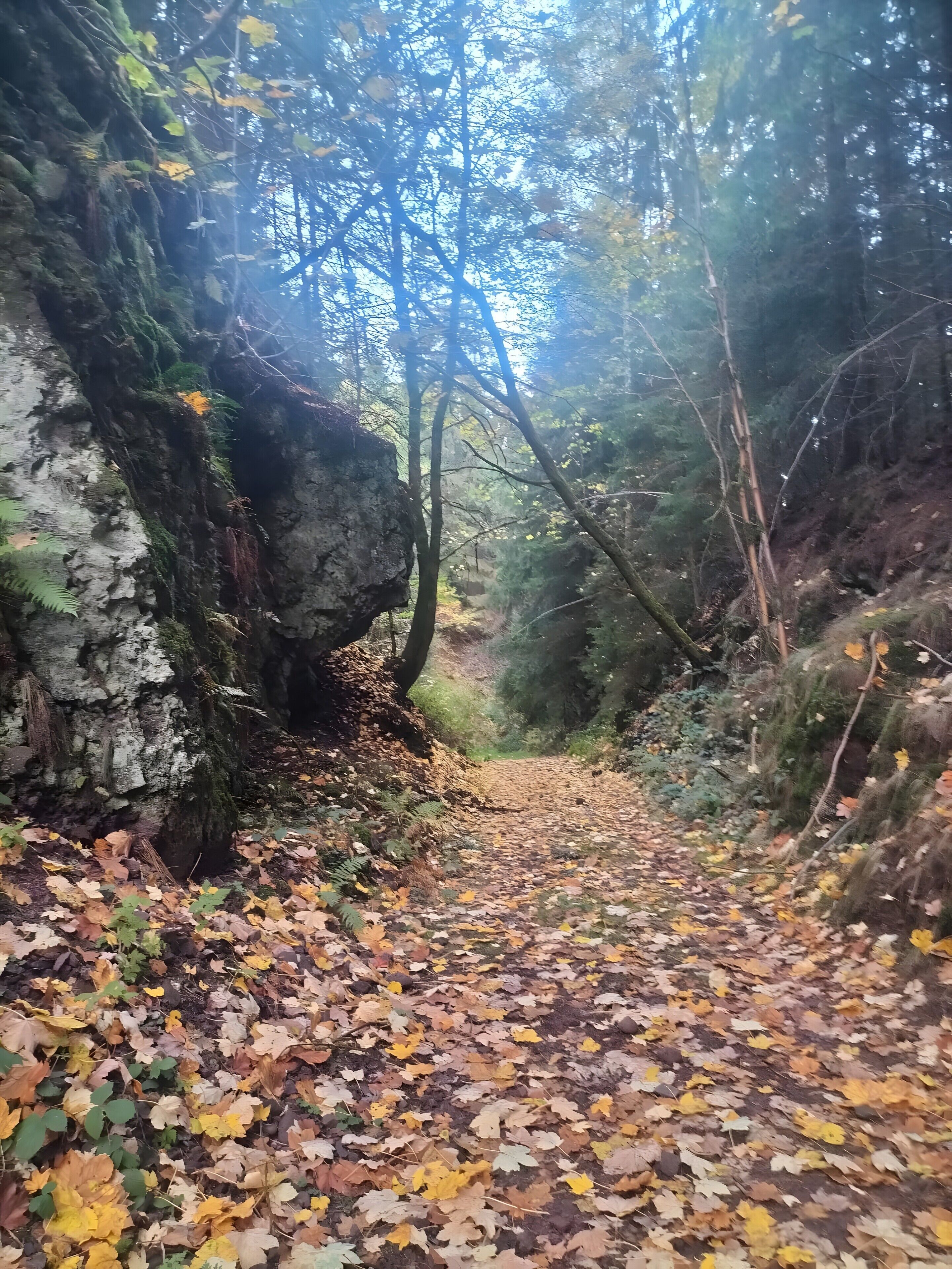 Un sentier forestier, avec une paroi rocheuse d’un côté et des arbres denses de l’autre.