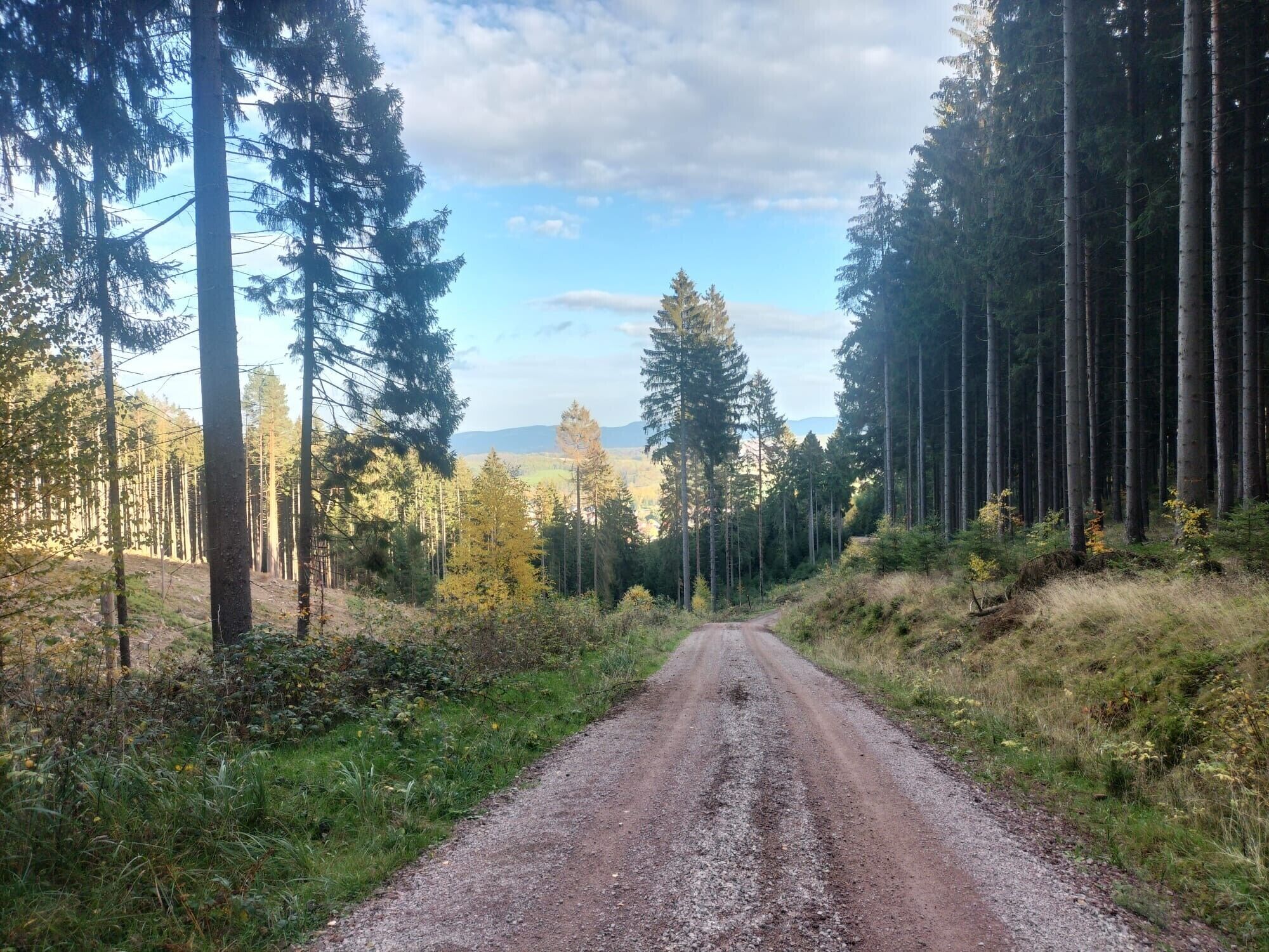 Een grindweg, omzoomd door hoge bomen en een heldere lucht.