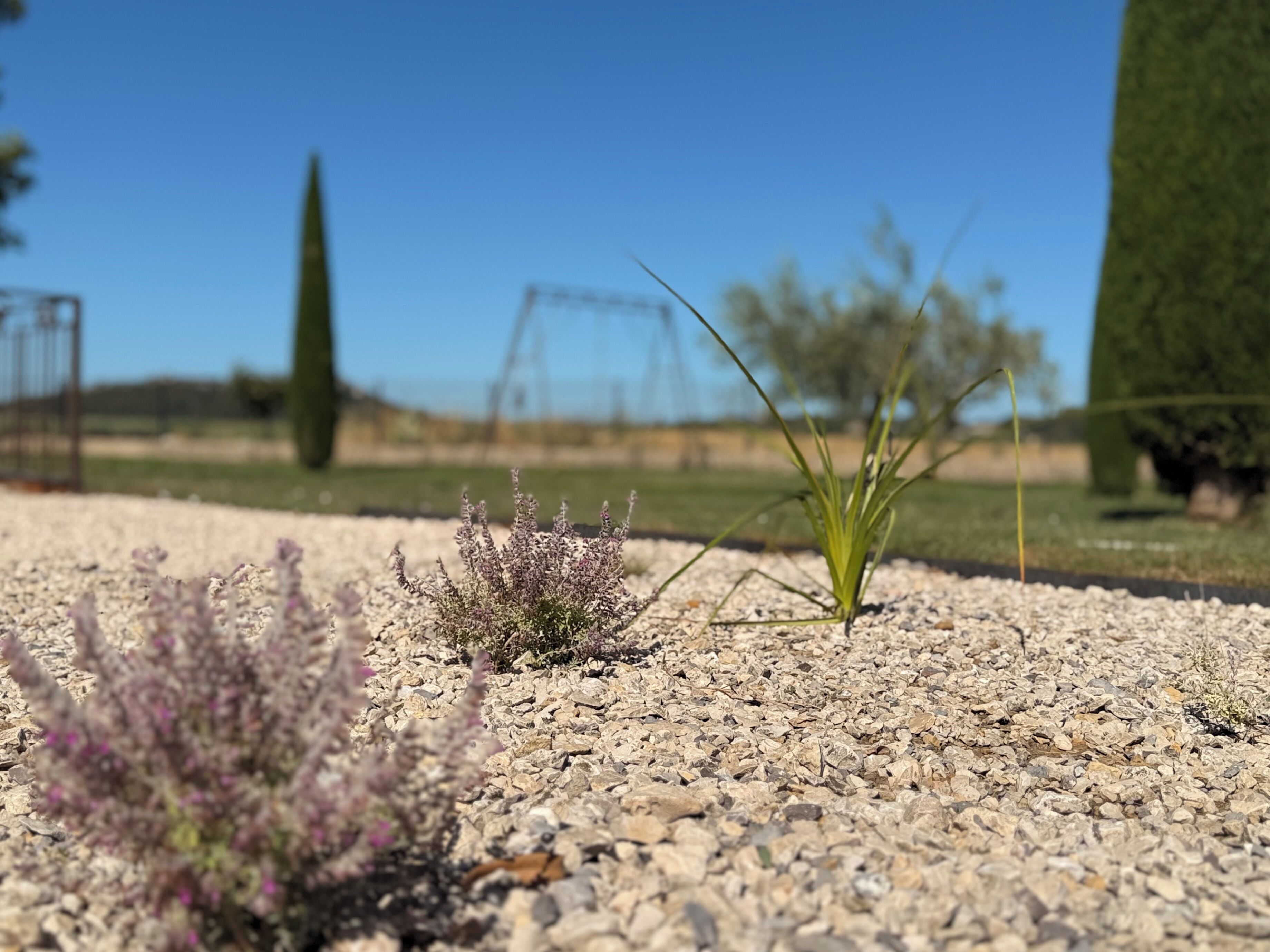 A gravel path with small plants and a clear blue sky.