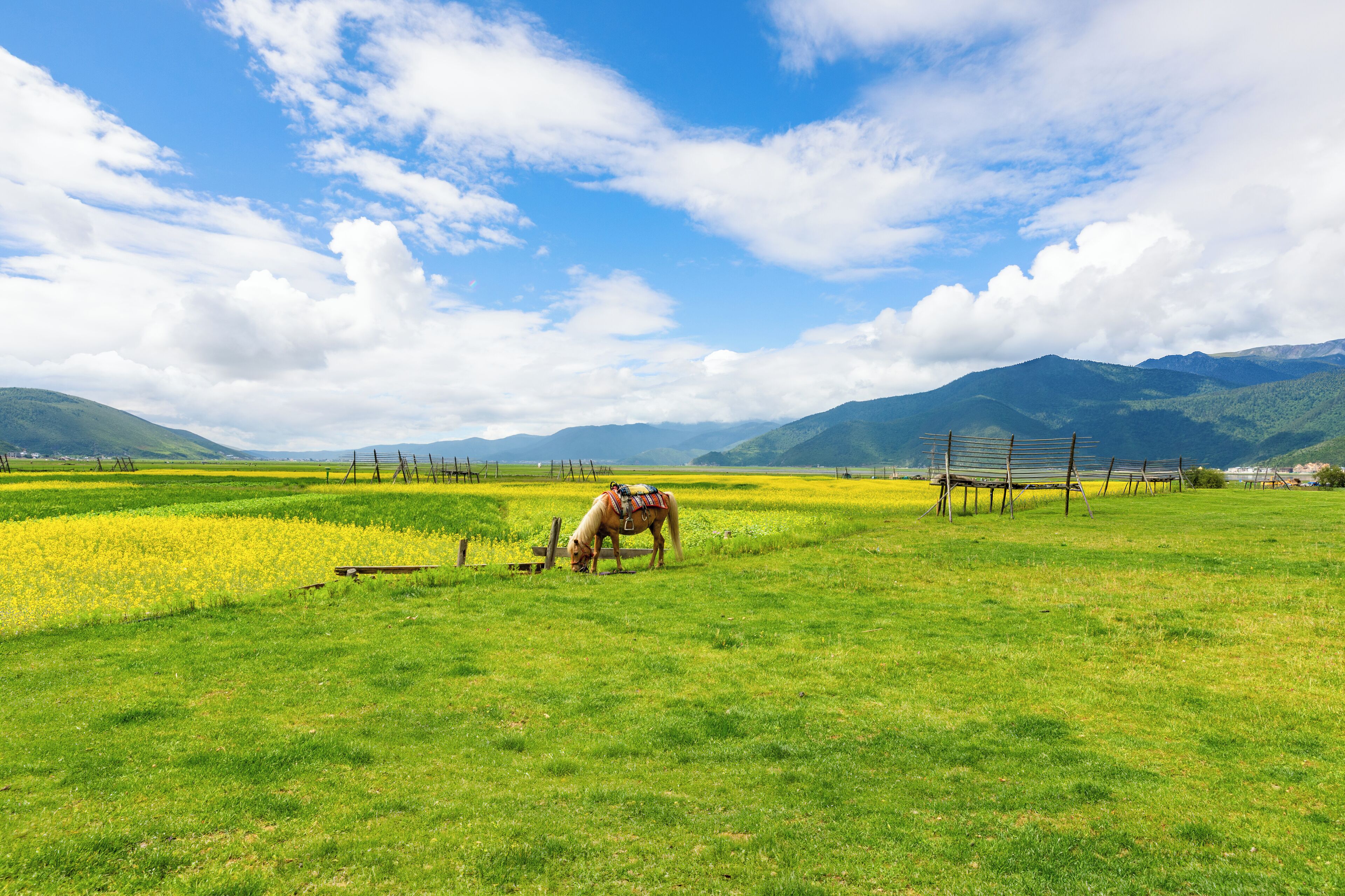 A horse grazing in a field with mountains in the background.