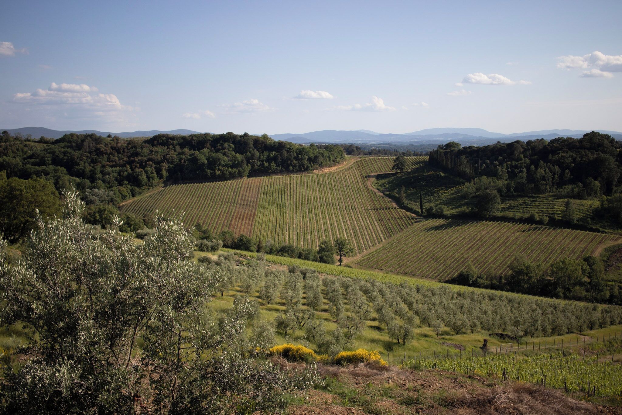 A vineyard with rows of grapevines, a clear sky, and distant mountains.
