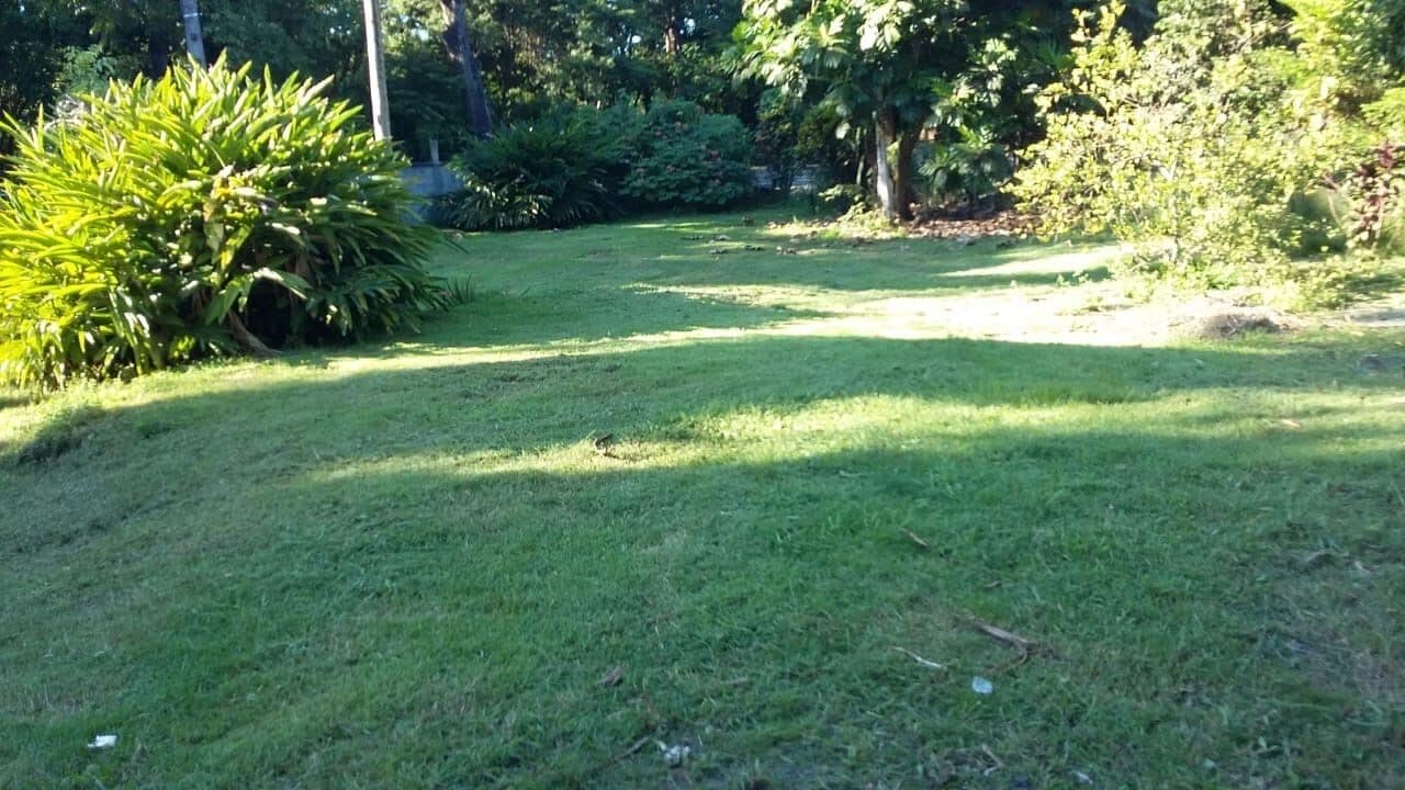 Ein grasbewachsenes Freigelände mit üppiger Vegetation und Bäumen.