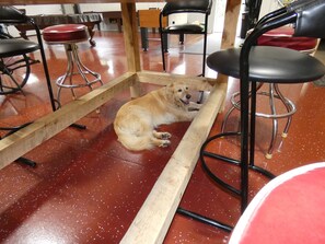 A dog lying on a wooden platform in a room with red flooring and metal chairs.