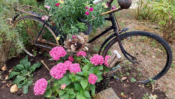 Ein Garten mit einem Vintage-Fahrrad, rosa Hortensien und verschiedenen anderen Pflanzen.