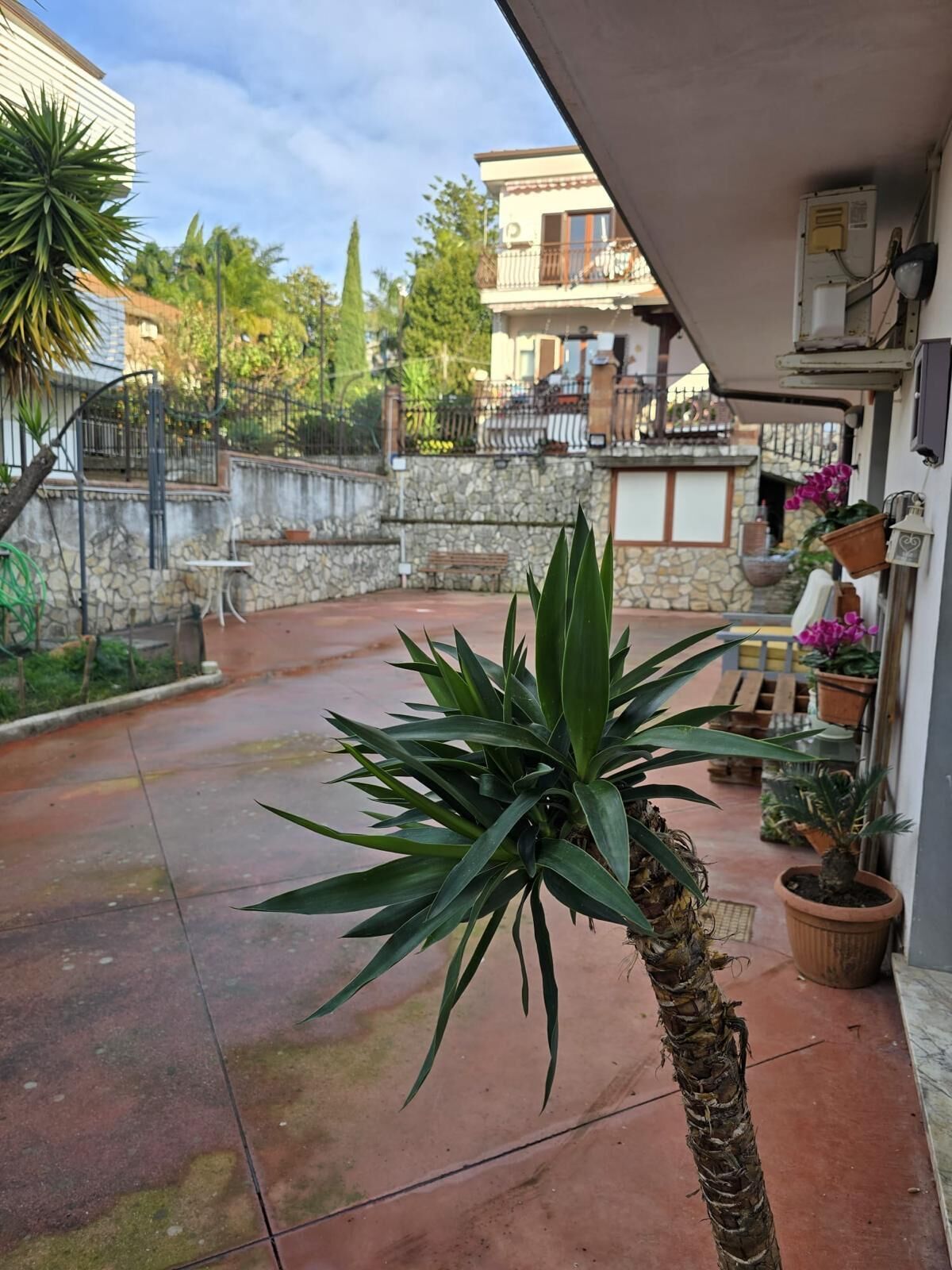 Une cour intérieure avec un palmier, des plantes en pot, un mur de pierre et, au fond, un bâtiment doté de balcons.