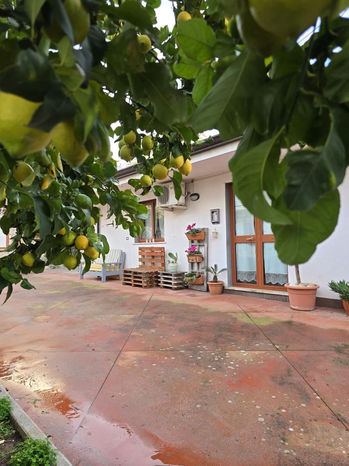 Une cour avec un citronnier, des palettes en bois et des plantes en pot.