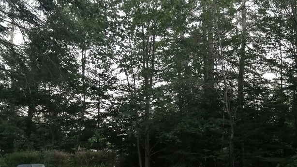 A picnic table in a wooded area with a grill nearby.