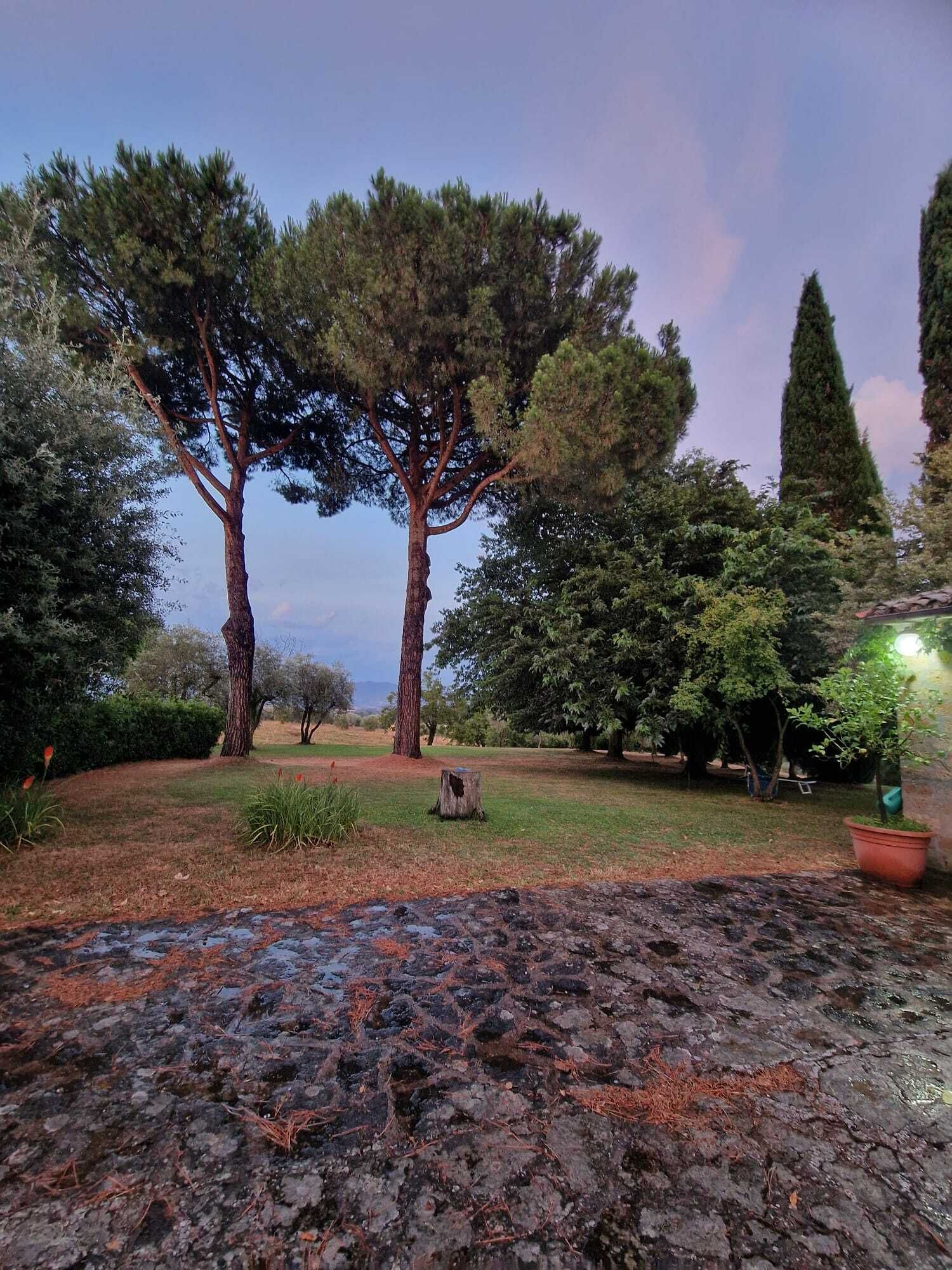 A garden with mature trees, a stone pathway, and a small pond.