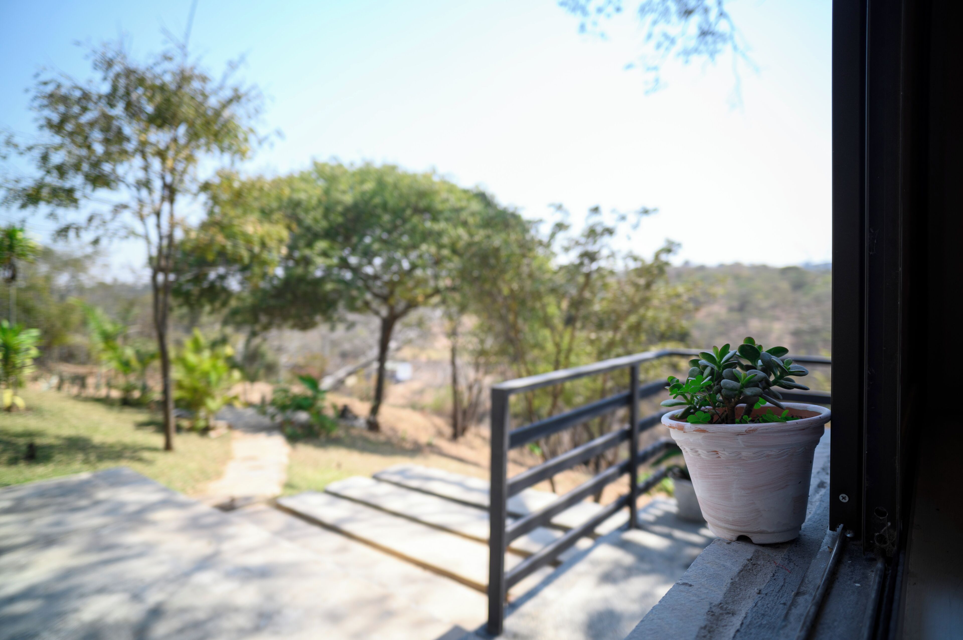 A potted plant on a balcony railing with a view of a pathway and trees.
