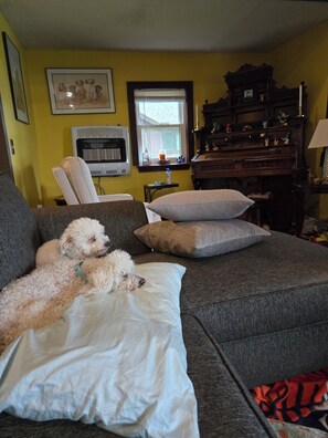A living room with a sofa, two dogs, a piano, and a window with blinds.
