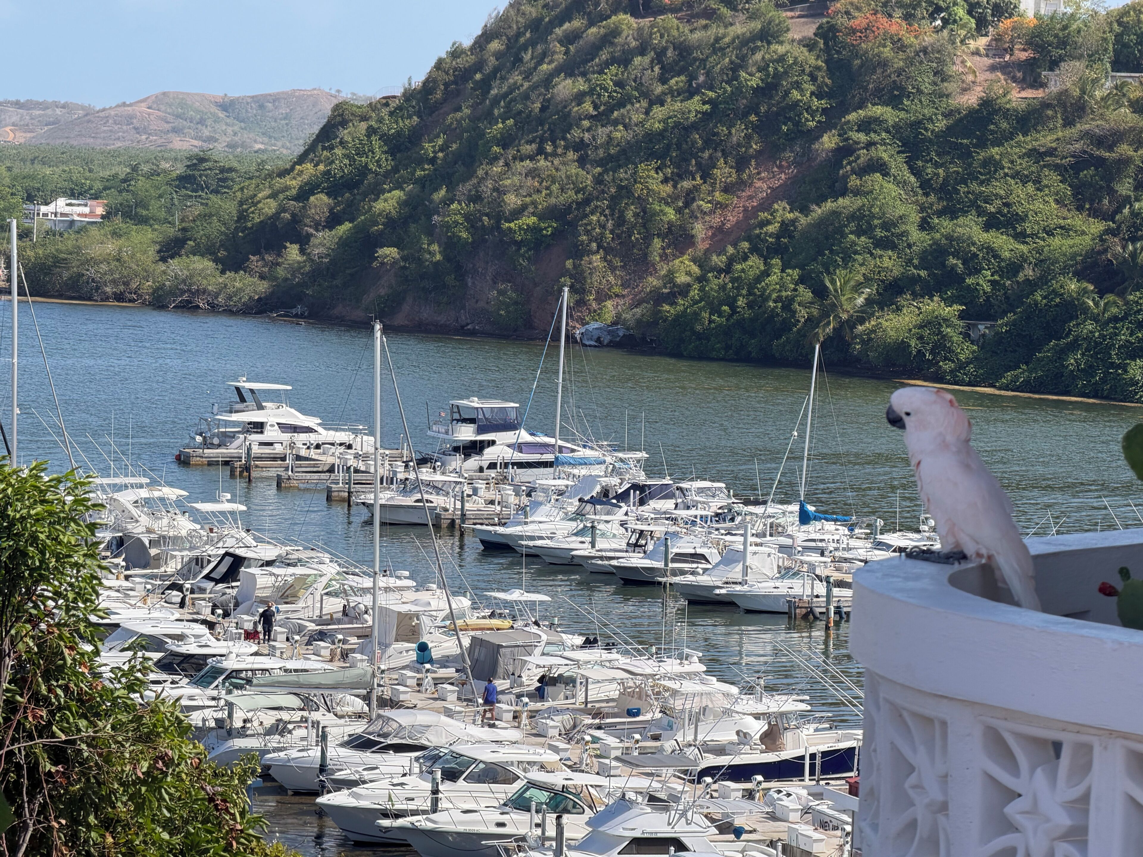 Uma marina com vários barcos atracados, cercada por vegetação exuberante e colinas.