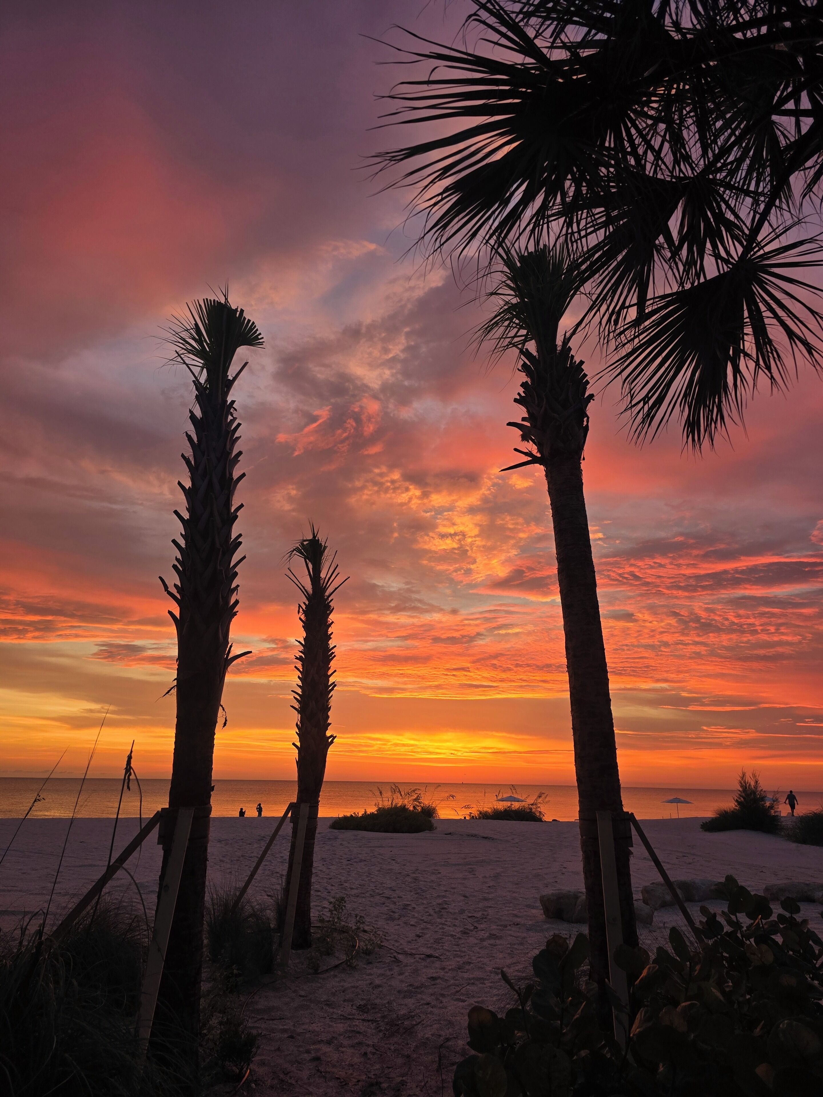 A beach scene with palm trees and a sunset.