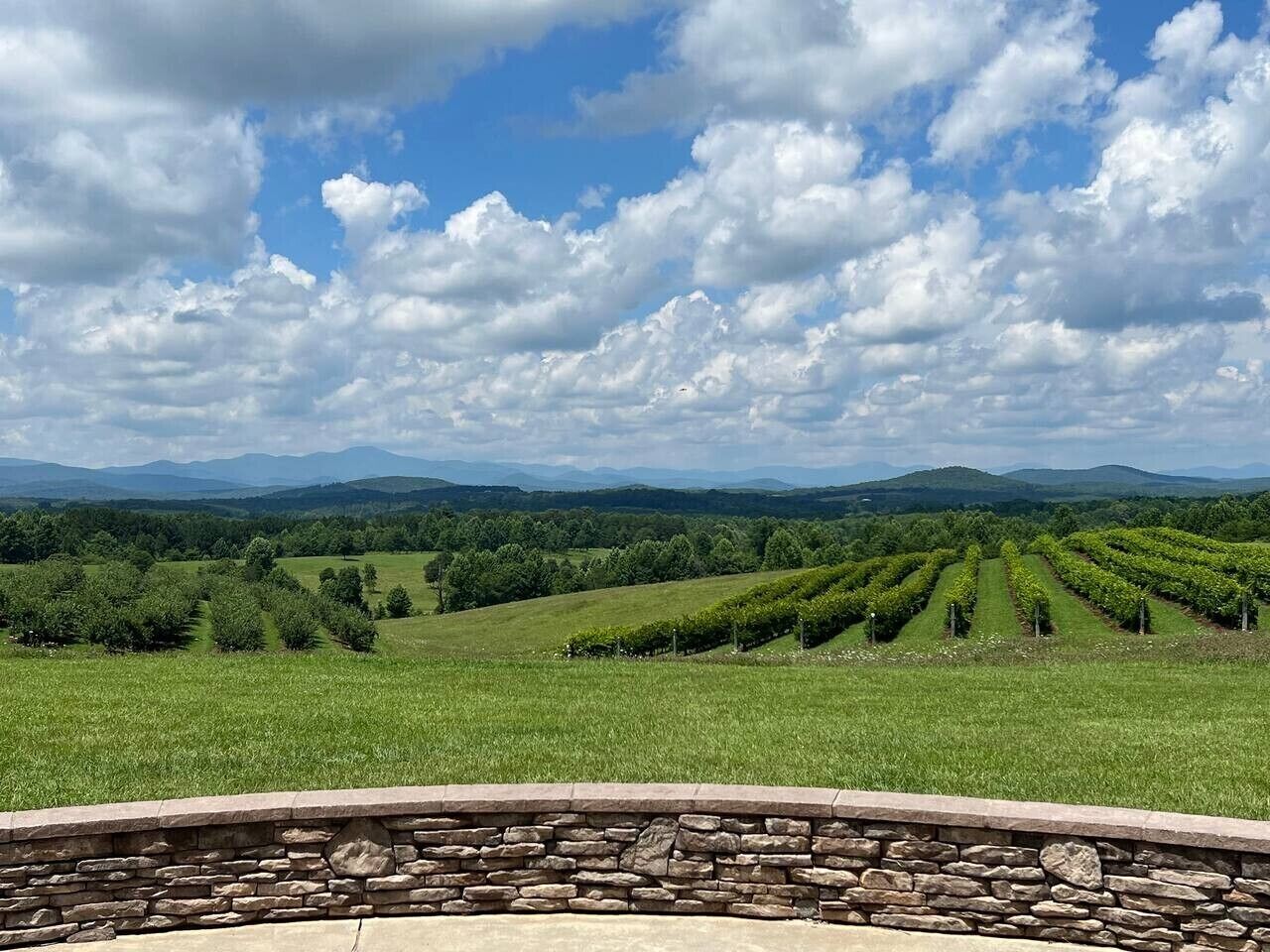 A vineyard with rows of grapevines under a partly cloudy sky.