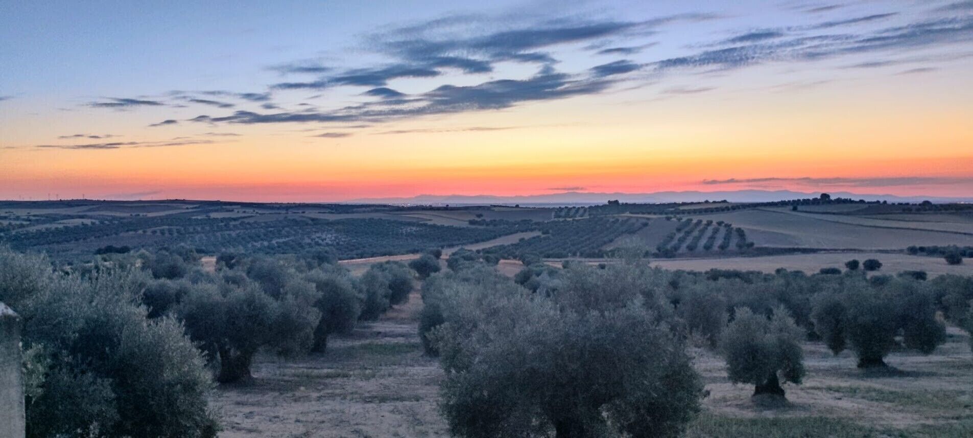 Un paysage composé d’oliveraies et de champs s’étendant à perte de vue, sous un ciel embrasé par le coucher du soleil.