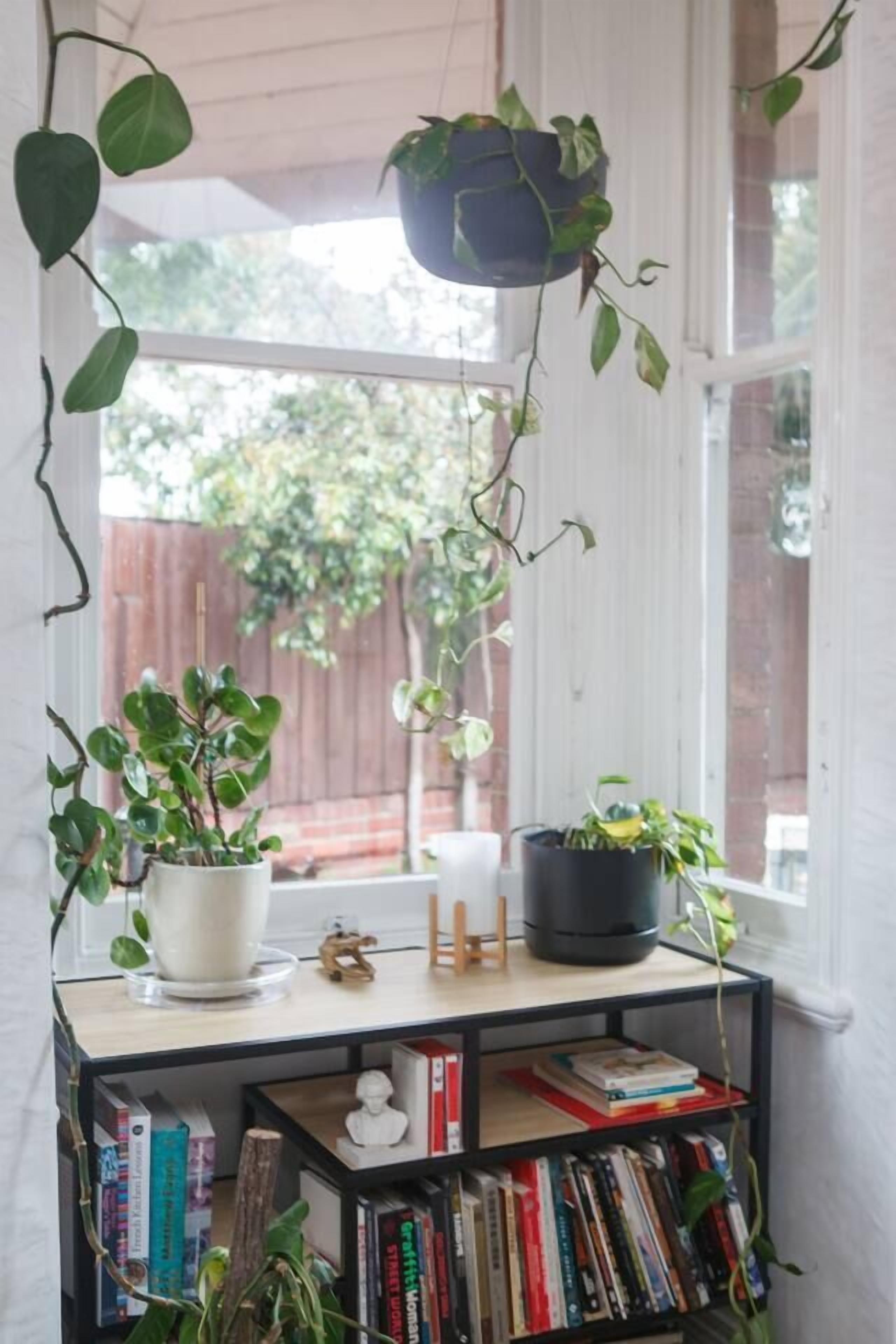 A room with a window, a bookshelf, and hanging plants.