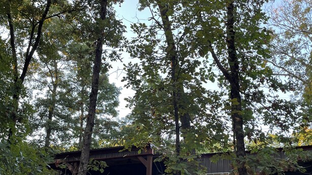 A rustic cabin with a wooden deck and a window with a view of the surrounding trees.