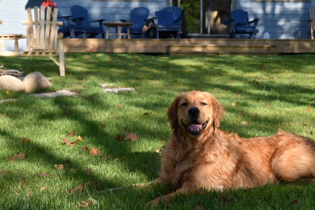 A dog lying on grass with a house and outdoor furniture in the background.