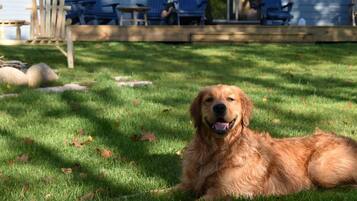 A dog lying on grass with a house and outdoor furniture in the background.