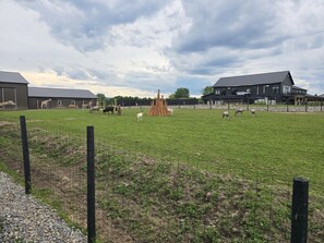 A fenced outdoor area with a grassy field, a wooden structure, and buildings in the background.