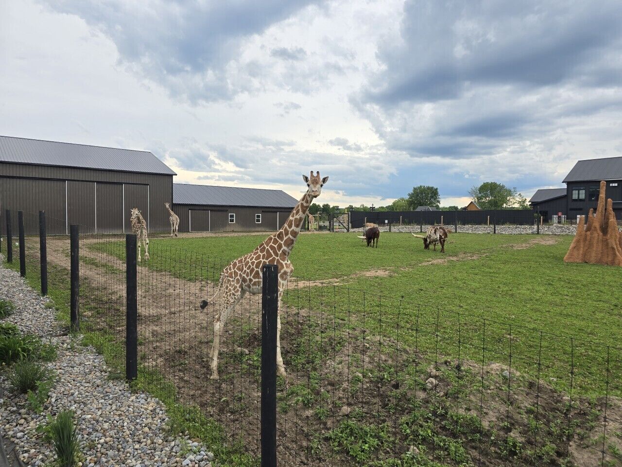 Un enclos clôturé où se trouvent des girafes, avec un grand bâtiment en arrière-plan.
