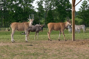 A naturalistic enclosure with antelopes and zebras, surrounded by trees.