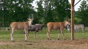A naturalistic enclosure with antelopes and zebras, surrounded by trees. - Watusi Luxury Tent #1 (Chittenango)