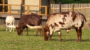 A fenced area with two cows grazing on grass. - Watusi Luxury Tent #1 (Chittenango)