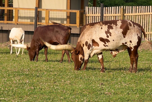 A fenced area with two cows grazing on grass.