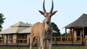 A large animal enclosure with a grassy field and a building with a sloped roof. - Watusi Luxury Tent #1 (Chittenango)