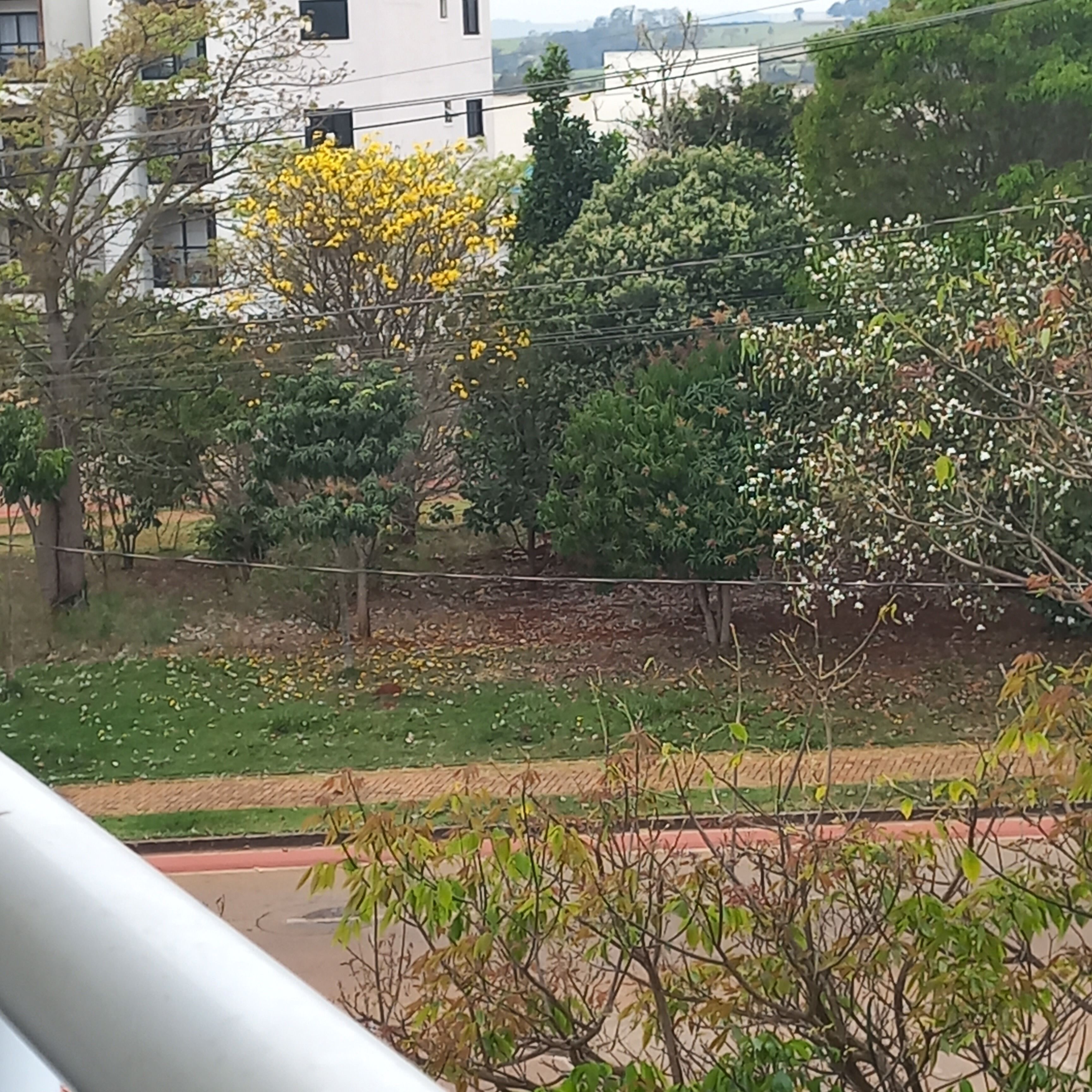 Een uitzicht op een aangelegd gebied met verschillende bomen en struiken, een verhard pad en een gebouw op de achtergrond.