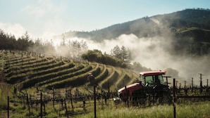 A vineyard with rows of grapevines and a red tractor in the foreground.