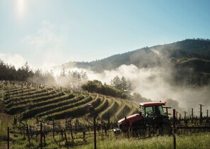 A vineyard with rows of grapevines and a red tractor in the foreground. - Rosewood Calistoga (Calistoga)