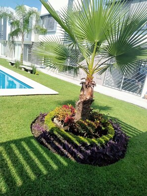 A landscaped garden with a palm tree, a swimming pool, and a modern building in the background.