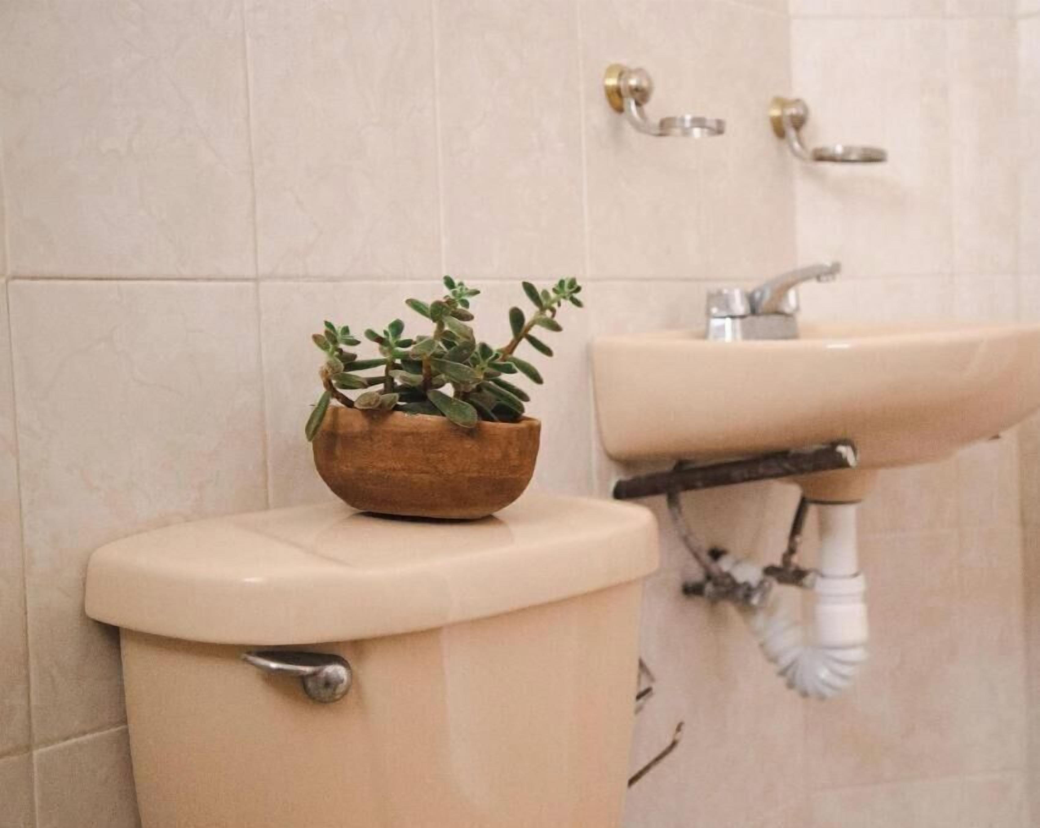 Eine Toilette mit einer hölzernen Schüssel und einer Topfpflanze darauf.