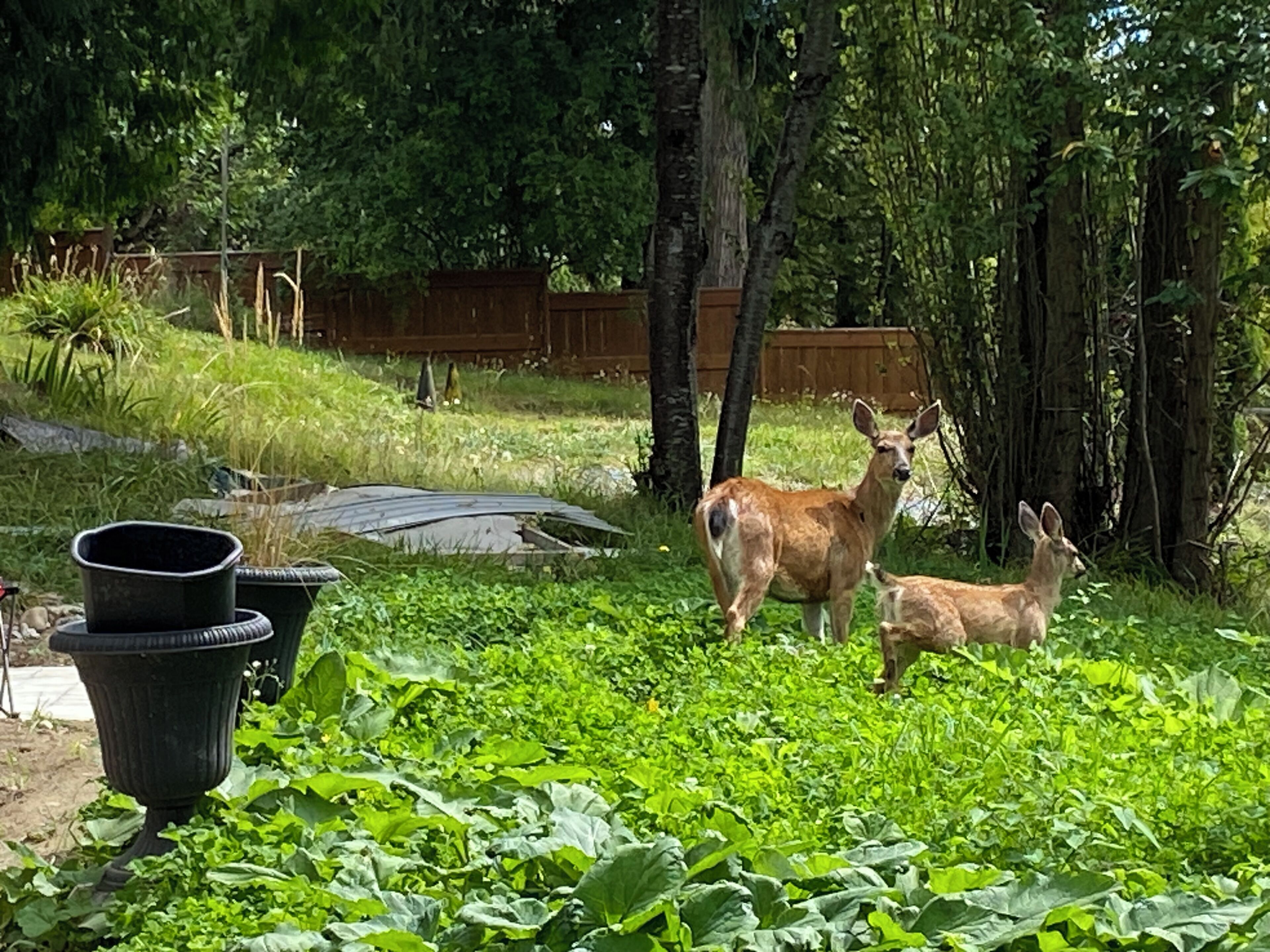 A fenced outdoor area with two deer, a wooden fence, and a garden with various plants.