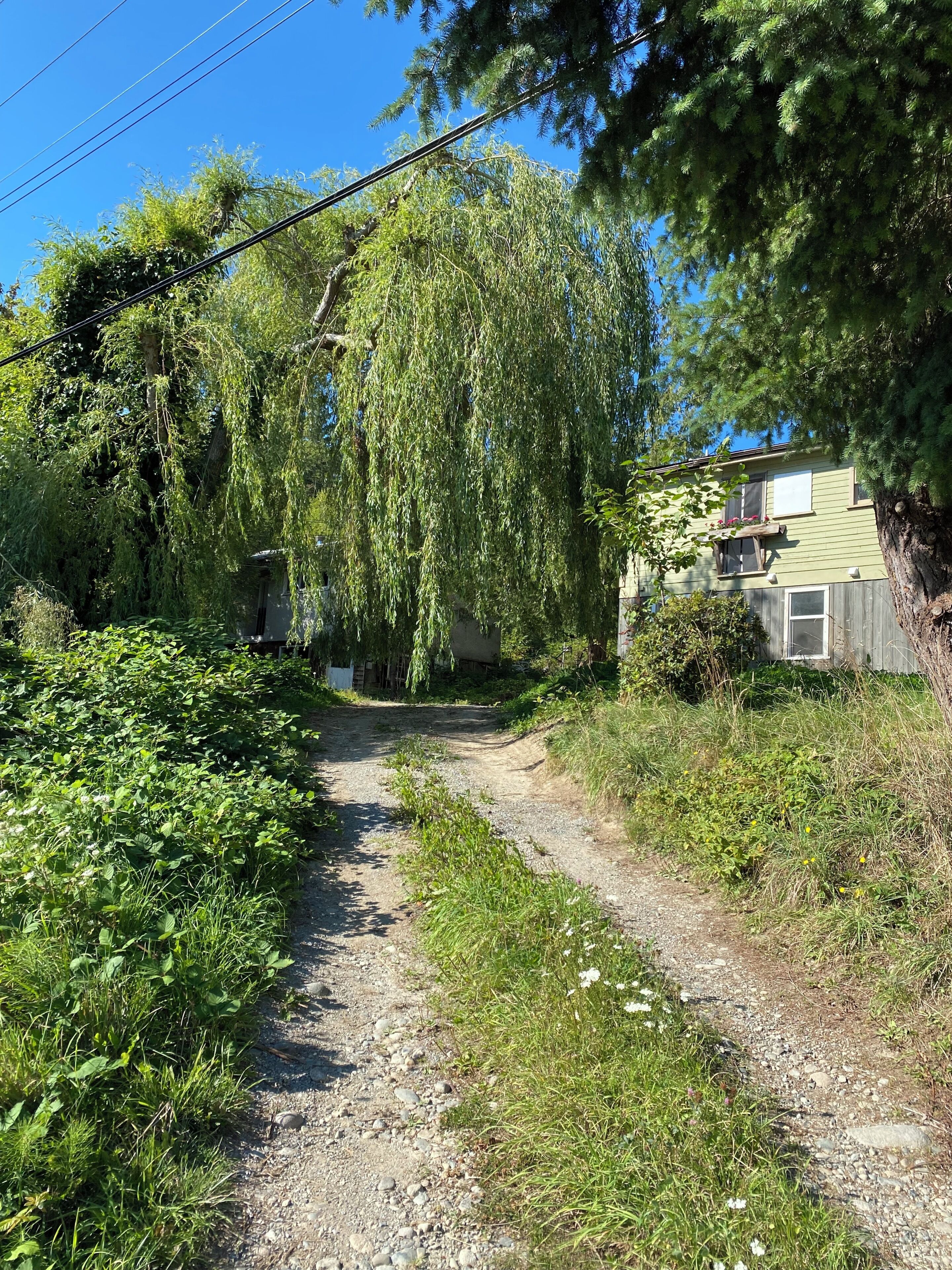 A gravel path leading to a house with a green exterior and a weeping willow tree.
