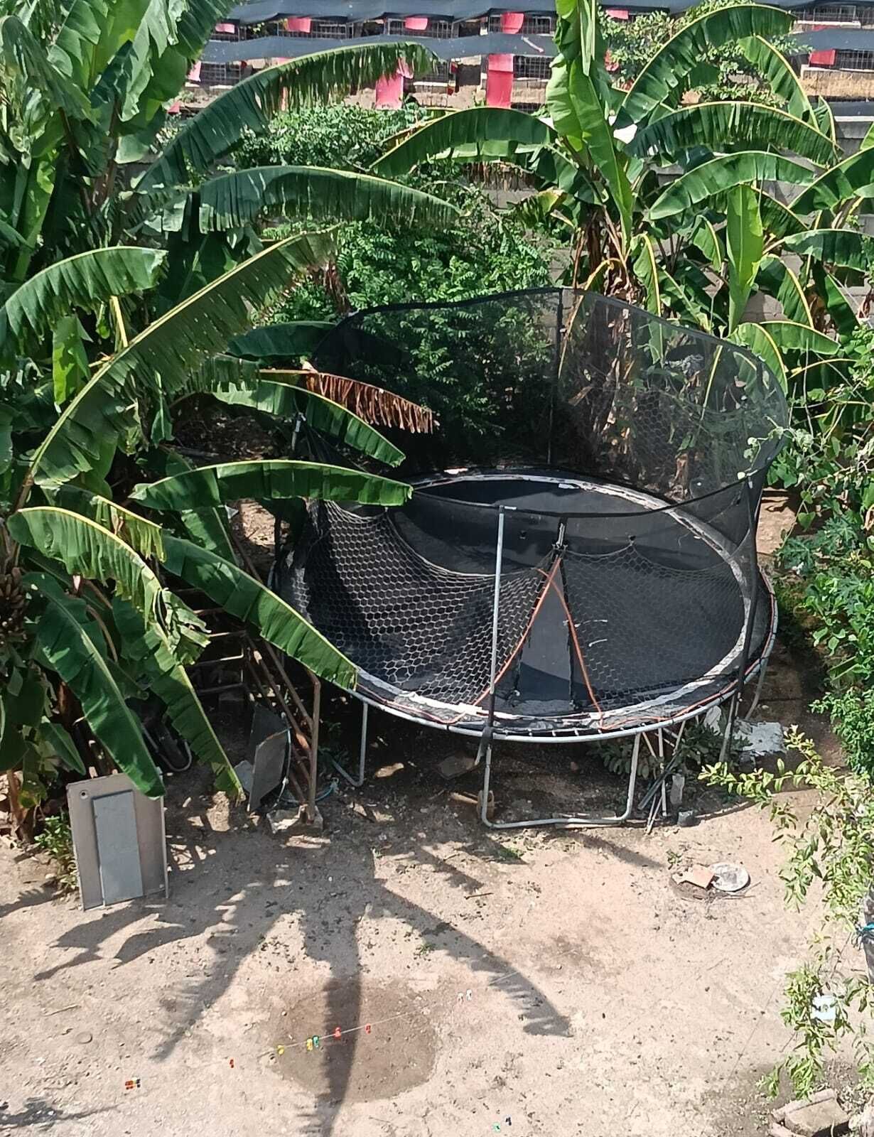 En studsmatta omgiven av bananplantor i en utomhusmiljö.