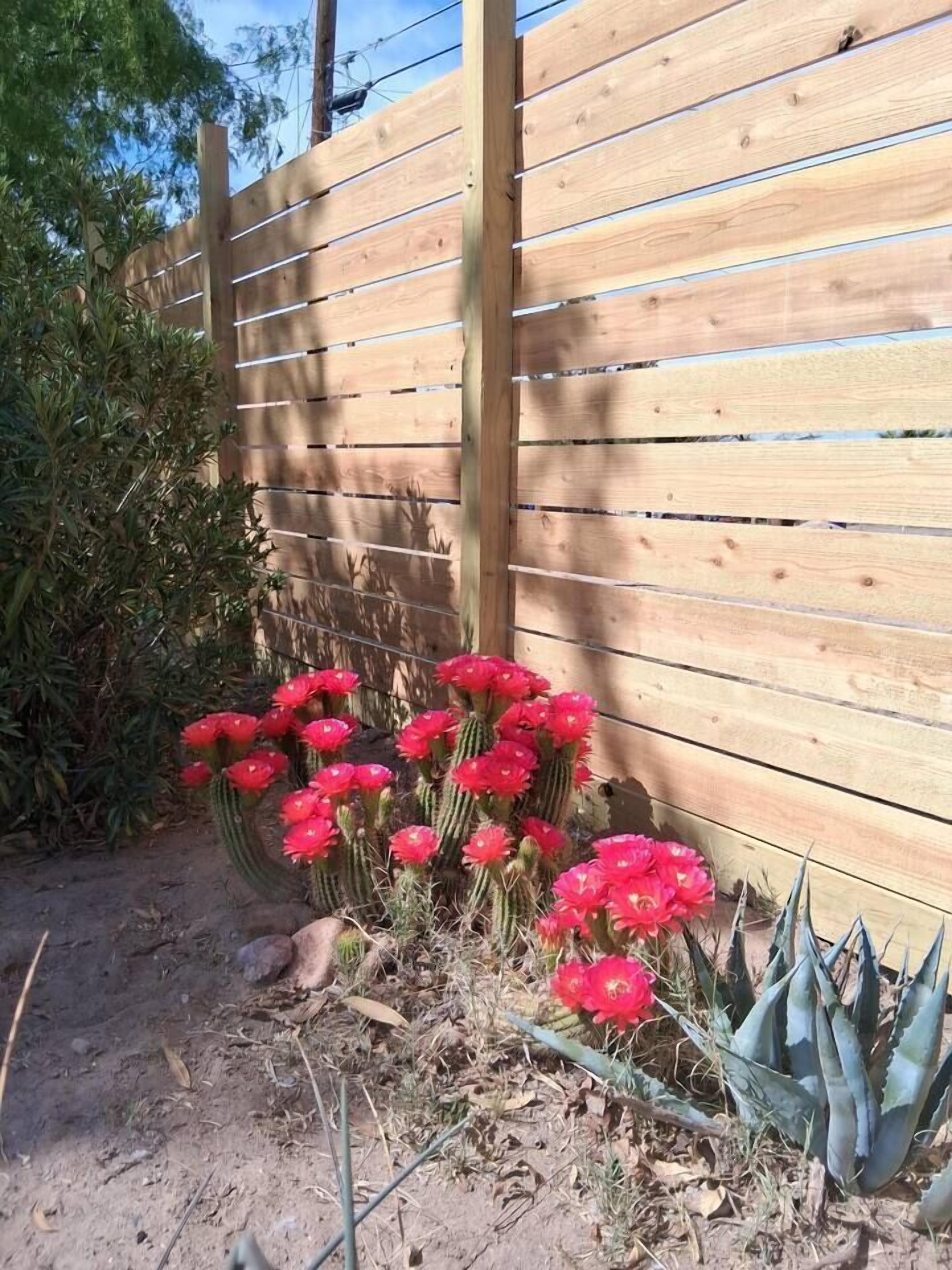Una cerca de madera, un cactus con flores rojas y una planta de agave azul.
