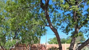 A fenced outdoor area with trees, a barbecue grill, and a green bench. - Charming Historic Las Cruces House & Farmers Market (Las Cruces)