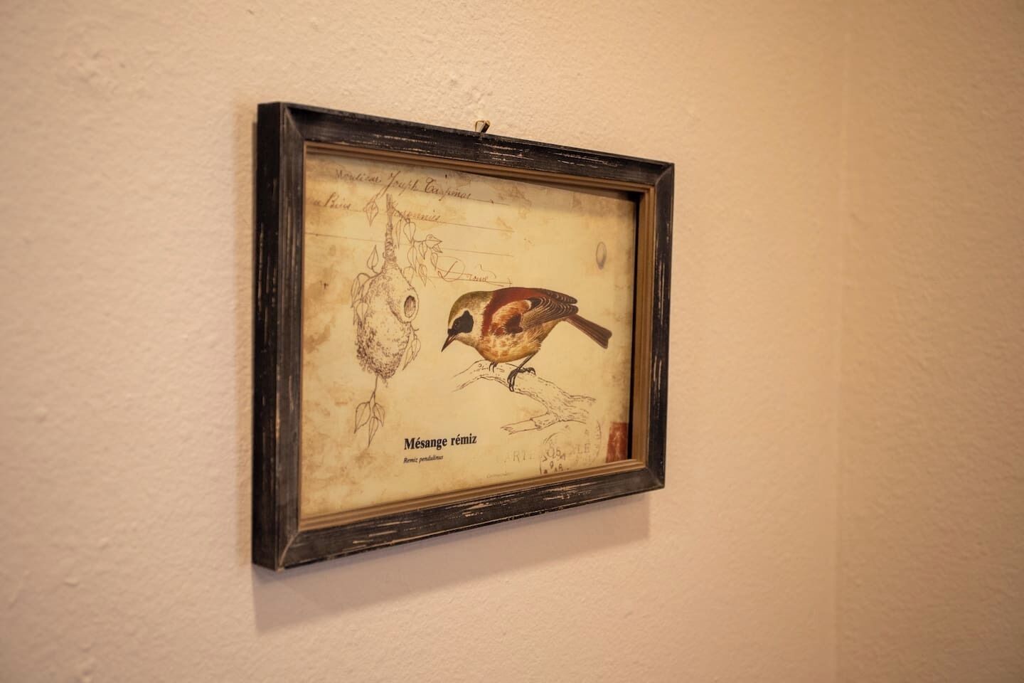 A framed illustration of a bird on a wall.